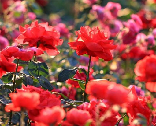 2025年7月22号农历六月廿八日,黄历忌宜财神方位查询