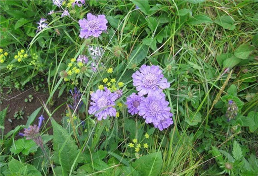 2026年哪些生肖会有好运势