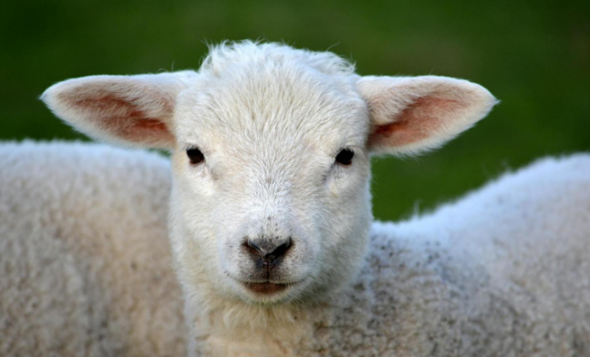 生肖属羊女和什么属相最配