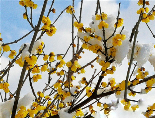 2025年12月23号农历十一月初四日,黄历忌宜财神方位查询