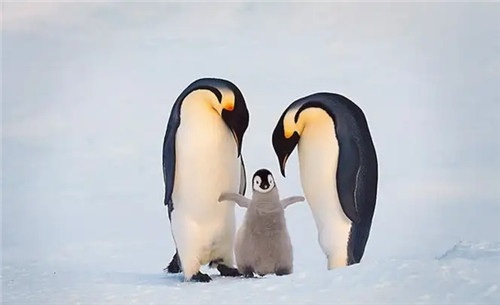 2026年必须离婚成功的生肖男