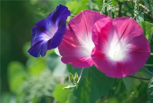 2026年2月4号农历十二月十七日,黄历忌宜财神方位查询