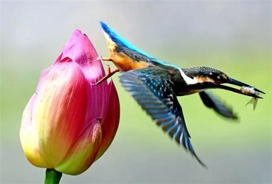 十二生肖中最好命的生肖男